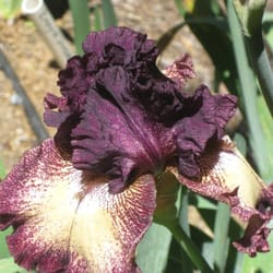 Iris Howse and Gardens