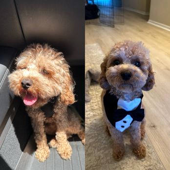 Fluff and Puff Dog Wash - Before and after - Pet Groomers Near Me - San Mateo, California Fluff and Puff Dog Wash - Before and after - Pet Groomers Near Me - San Mateo, California