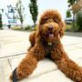 Photo of International Pet Academy