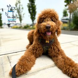 International Pet Academy