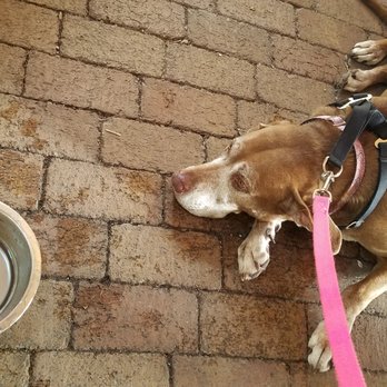 Dockside Waterfront Grill - dog friendly! - Seafood Near Me - Venice, Florida Dockside Waterfront Grill - dog friendly! - Seafood Near Me - Venice, Florida
