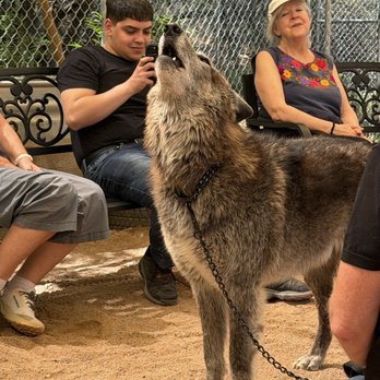 Sedona Wolf Sanctuary - Luna howling - Community Service/Non-Profit Near Me - Sedona, Arizona Sedona Wolf Sanctuary - Luna howling - Community Service/Non-Profit Near Me - Sedona, Arizona
