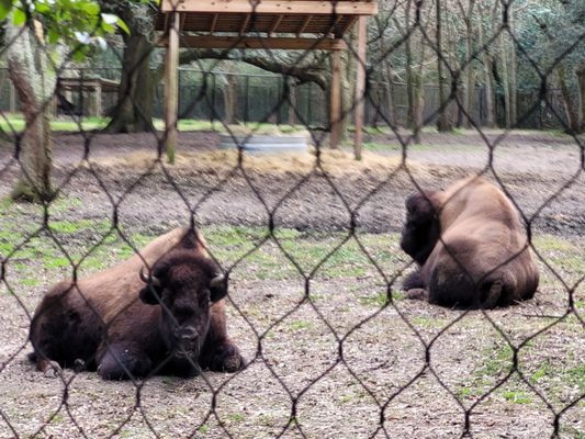 Charles Towne Landing State Historic Site by null