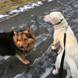 extended dog boarding