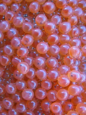 Bow Habitat Station & Sam Livingston Fish Hatchery by null