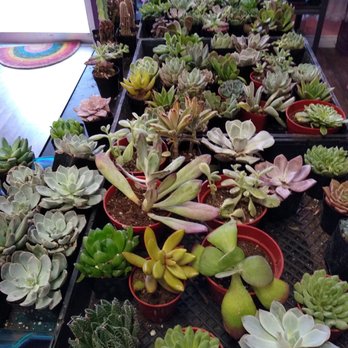 Zinks Town - More succulents - Art Galleries Near Me - Albuquerque, New Mexico