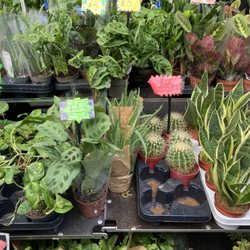 Columbia Road Flower Market - Not just flowers but houseplants and succulents too