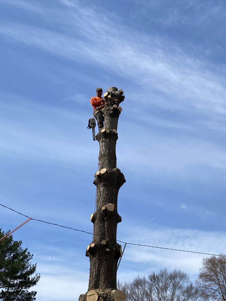 Branching Out Tree Services - tree service in Indianapolis, IN