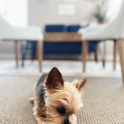 Majdas Touch Insurance - Office mascot; we love puppies!