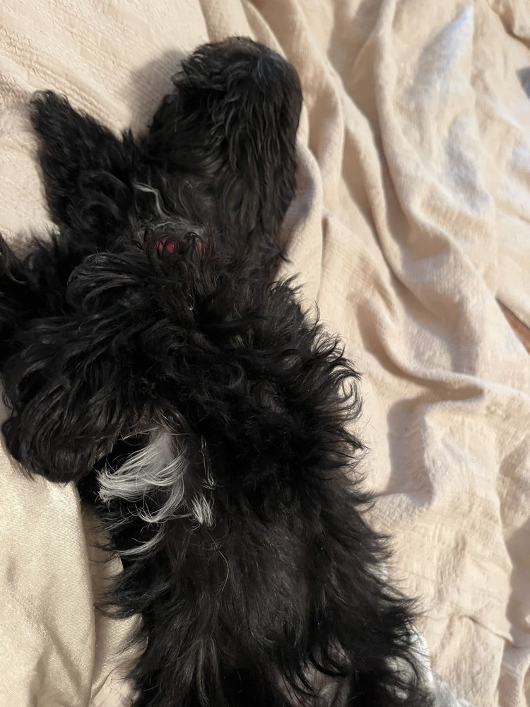 PETSAKES PET SUPPLIES AND GROOMING Updated September 2024 301 8th