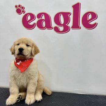 Eagle Pet Grooming - Dog grooming Eagle Pet Grooming - Pet Groomers Near Me - Henderson, Nevada Eagle Pet Grooming - Dog grooming Eagle Pet Grooming - Pet Groomers Near Me - Henderson, Nevada