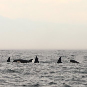 Maya's Legacy Whale Watching - Whale Watching Tours Near Me - Friday Harbor, Washington Maya's Legacy Whale Watching - Whale Watching Tours Near Me - Friday Harbor, Washington