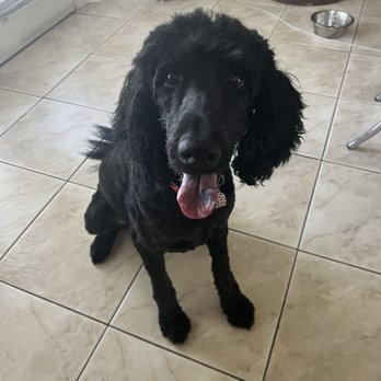 Muddy Paws - Minnie loves Muddy Paws. - Pet Groomers Near Me