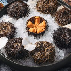 The Roe Australia - Half shell sea urchin
