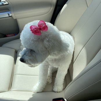 PetSmart - Pet Stores Near Me - Tustin, California