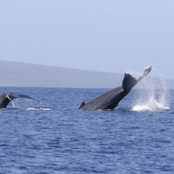 Makai Adventures - There was a lot of action! - Boat Charters Near Me - Lahaina, Hawaii Makai Adventures - There was a lot of action! - Boat Charters Near Me - Lahaina, Hawaii