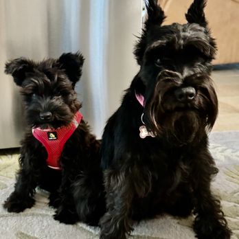 Aborn Pet Clinic - The dog on the right is the one that had the teeth issues.  The dog on the left is her daughter. - Veterinarians Near Me - San Jose, California