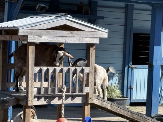 ZooTampa at Lowry Park by null