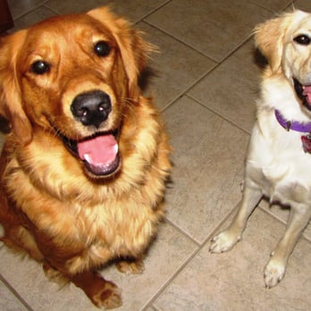 Integrity Pet Services - Pet Sitting Near Me Integrity Pet Services - Pet Sitting Near Me