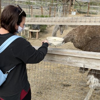 Ostrichland USA - Feeding the birds! - Attraction Farms Near Me - Solvang, California Ostrichland USA - Feeding the birds! - Attraction Farms Near Me - Solvang, California