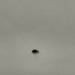Bedbugs Bedbugs
