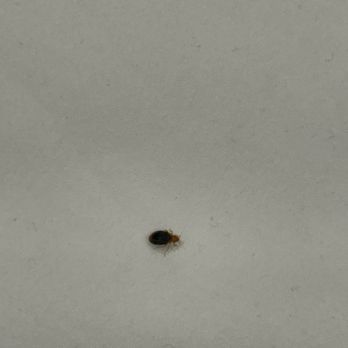 Solterra Resort - Bedbugs - Resorts Near Me - Davenport, Florida Solterra Resort - Bedbugs - Resorts Near Me - Davenport, Florida