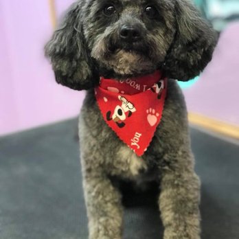 Pampered Paws Grooming - Pet Groomers Near Me - Chicago, Illinois Pampered Paws Grooming - Pet Groomers Near Me - Chicago, Illinois