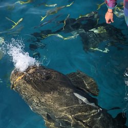 Looe Key Dive Center