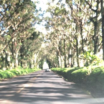 Maluhia Road Tree Tunnel - Landmarks & Historical Buildings Near Me Maluhia Road Tree Tunnel - Landmarks & Historical Buildings Near Me
