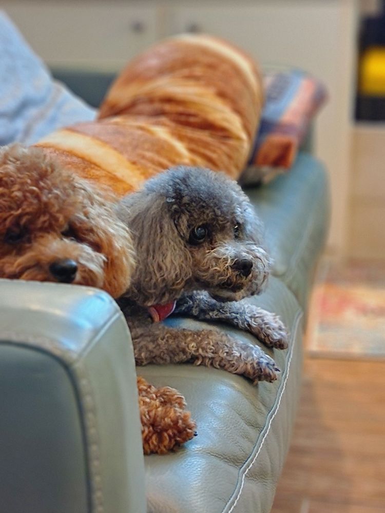 BARK AVENUE Updated September 2024 15 Photos & 16 Reviews 17855 US Hwy 441, Mount Dora