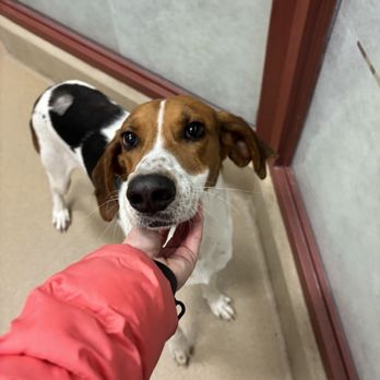 SPCA OF WAKE COUNTY - Updated February 2026 - 60 Photos & 51 Reviews