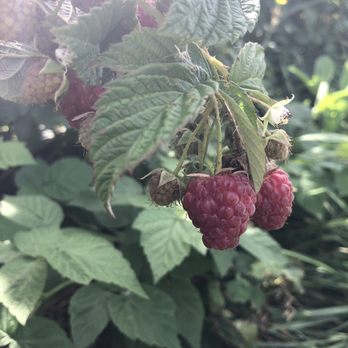 Blake's Orchard & Cider Mill - U pick raspberry patch - Fruits & Veggies Near Me - Armada, Michigan Blake's Orchard & Cider Mill - U pick raspberry patch - Fruits & Veggies Near Me - Armada, Michigan