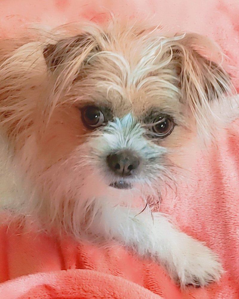 HEIDI’S GROOMING AND BOARDING Updated September 2024 7609 Old Centreville Rd, Manassas