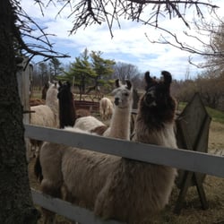 Bahr Creek Llamas & Fiber Studio