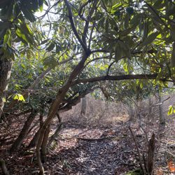 Alewife Brook Preserve - Big rhododendrons arching over trail