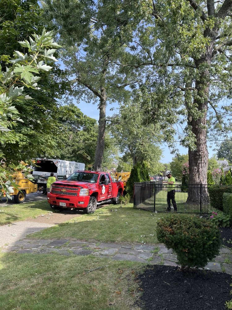 Buffalo Tree Service - tree service in Buffalo, NY