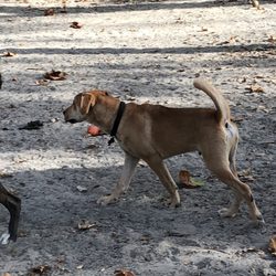 Bergen County Dog Park-Wild Duck Pond Ridgewood - Lab puppy