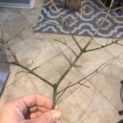 Houston Garden Centers - It's been painted green