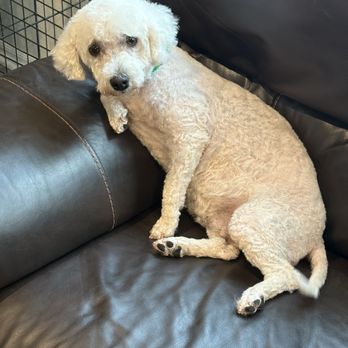 Passion 4 Paws Dog Spa - My dog which is a Bichon Frise, just got back from groomers where I spent 102 dollars for my dog to get shaved. - Pet Groomers Near Me - Warr acres , Oklahoma Passion 4 Paws Dog Spa - My dog which is a Bichon Frise, just got back from groomers where I spent 102 dollars for my dog to get shaved. - Pet Groomers Near Me - Warr acres , Oklahoma