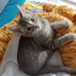 Dupage Ophthalmology - This is Hobbs alias Hobbie!
2 Kitties adopted, brother and sister. I didn't see trouble coming!!!