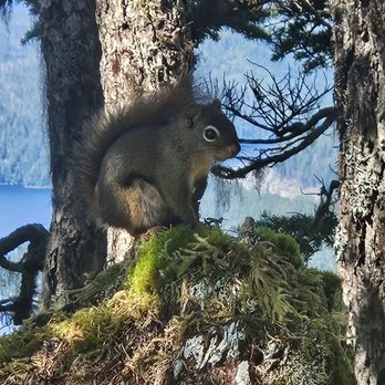 Sitka Rainforest Adventures - Cute little forest squirrel. - Hiking Near Me - Sitka, Alaska Sitka Rainforest Adventures - Cute little forest squirrel. - Hiking Near Me - Sitka, Alaska