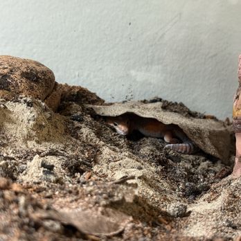 Petco - African fat tail gecko - Pet Stores Near Me - North Hollywood, California Petco - African fat tail gecko - Pet Stores Near Me - North Hollywood, California