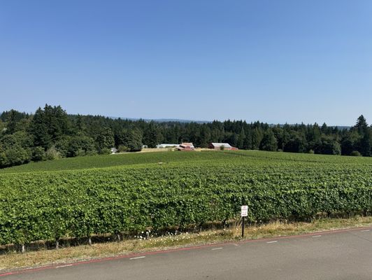 Hawks View Winery by null