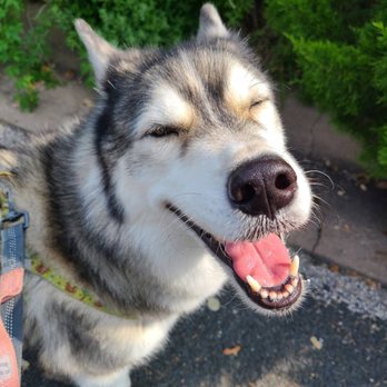 PetXecutive Canine Care - Dog Walkers Near Me PetXecutive Canine Care - Dog Walkers Near Me