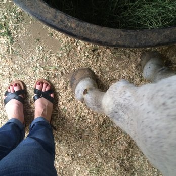 Heather McCall - Holistic Animal Care Near Me Heather McCall - Holistic Animal Care Near Me