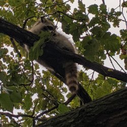 Tierpark Greifswald - Waschbär am chillen