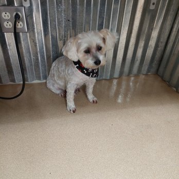Bark Avenue Grooming - Pet Groomers Near Me - Kingsport, Tennessee Bark Avenue Grooming - Pet Groomers Near Me - Kingsport, Tennessee