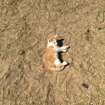 Red Ridge Ranch Riding Stables - Cute animals all over the farm looking for free pets! - Horseback Riding Near Me - Mauston, Wisconsin Red Ridge Ranch Riding Stables - Cute animals all over the farm looking for free pets! - Horseback Riding Near Me - Mauston, Wisconsin