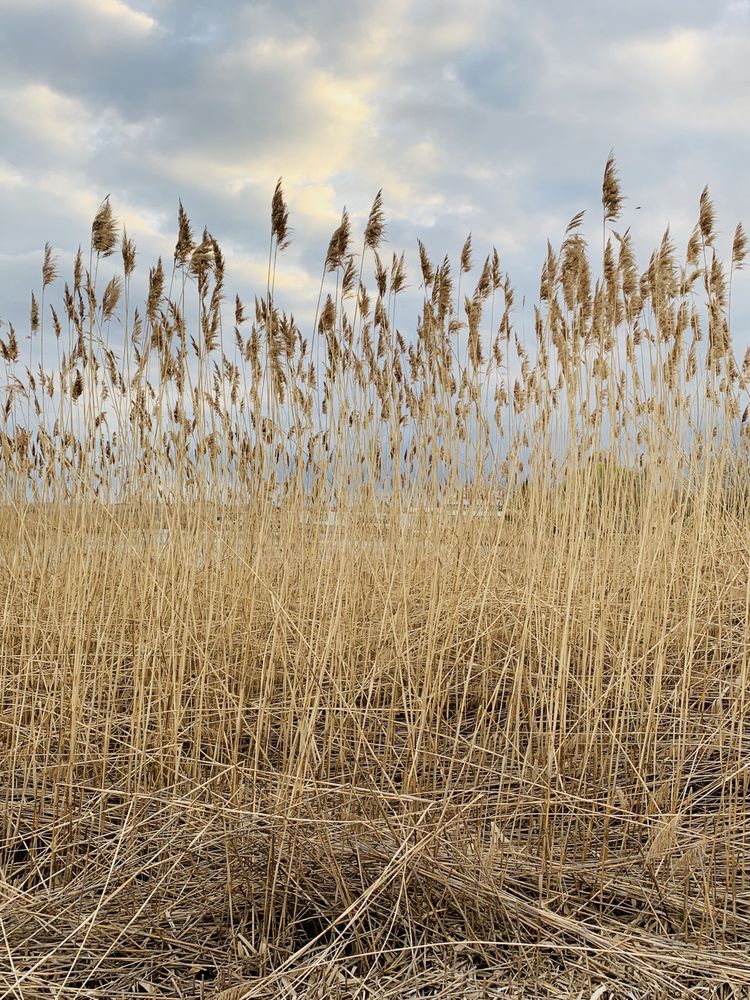 Richard W. DeKorte Park 40 Photos & 10 Reviews Parks 1 DeKorte