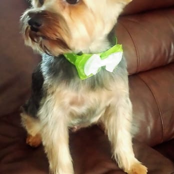 Havana Pet Salon and Spa - Osten is satisfied with his clean cut and so is Mommy. Thank you!! - Pet Groomers Near Me - Apollo Beach, Florida Havana Pet Salon and Spa - Osten is satisfied with his clean cut and so is Mommy. Thank you!! - Pet Groomers Near Me - Apollo Beach, Florida